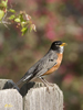 American Robin